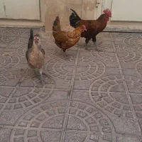 مرغ خروس محلی