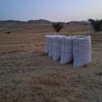 فروش کاه سفید شایف گرفته