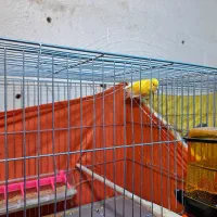 قناری نروماده|پرنده|پاکدشت, پاکدشت (مامازند)|دیوار