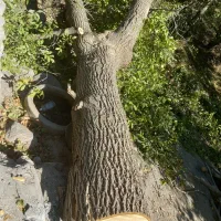 خرید چوب خرید درخت|خدمات باغبانی و درختکاری|سنندج, |دیوار