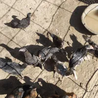 20 تا جوجه مرغ و خروس|حیوانات مزرعه|گنبد کاووس, |دیوار