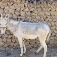 ماده خر