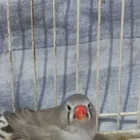 فنچ|پرنده|اراک, |دیوار