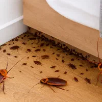 سمپاشی ساس سوسک،کنه کک،موش در تمامی نقاط تهران|خدمات نظافت|ری, شهید غیوری (ابن باویه)|دیوار