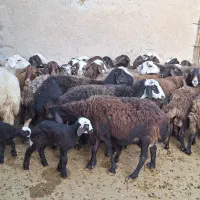 فروش ۳۰راس میش داشتی سالم جوان