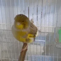 قناری گلاستر اورجینال تکی نر ۵میلییون ماده ۴