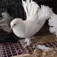 کبوتر دم چطری