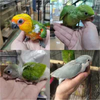 جوجه سرلاکی ملنگو راهب خورشیدی سنگال پرورش داخل