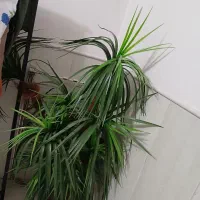 گل مصنوعی باگلدان بزرگ|گل مصنوعی|اردکان, |دیوار