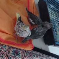 یک جوجه عروس هلندی گم شده