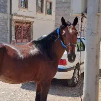 اسب مادیان نژاد کرد