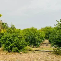 فروش-باغ-دیل-به-صورت-نقد-یا-معاوضه-باماشین