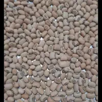 لوبیا محملی یا عربی 380کیلو دارم دره شهر هستم