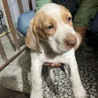 واگذاری سگ پوینتر شکاری المانی|سگ|قائم‌شهر, |دیوار