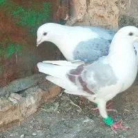 نروماده پشت کویتی به ضمانت تخم وجوجه|پرنده|کاشمر, |دیوار