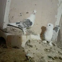 نرو ماده ساتن