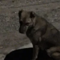 سگ خو نگهبان