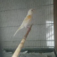 قناری ماده آماده آماده کوضه کوضه|پرنده|شیروان (خراسان), |دیوار