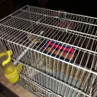 جوجه سهره نر|پرنده|محلات, |دیوار