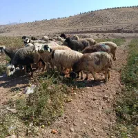 گله میش داشتی|حیوانات مزرعه|شیراز, تل حسین‌آباد|دیوار
