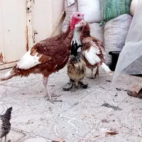 بقلمون بوربون بقلمون مرغ وخروس آمری کایی|حیوانات مزرعه|تربتحیدریه, بهشت عسکری|دیوار