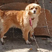 سگ پامر|سگ|جوکار, |دیوار