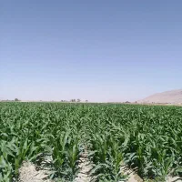 زمین 6000 متری.