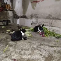 دو عدد خرگوش نر و خوشگل و دوست داشتنی|موش و خرگوش|چابهار, |دیوار