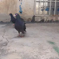 کبوتر پلاک