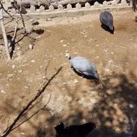 مرغ شاخدار