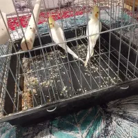 عروس هلندی لوتینو