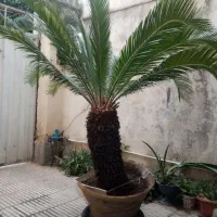 گل سیکاس