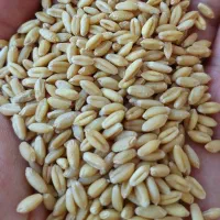 گندم دیم امریکایی|گل و گیاه طبیعی|شراء, |دیوار