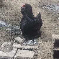 فروش تخم مرغ مرندی اصیل