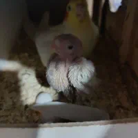 جوجه عروس هلندی سرلاکی