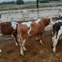 گاو گوساله نژاد خالص