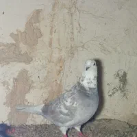 یه جفت کفتر پرشی|پرنده|قروه, |دیوار