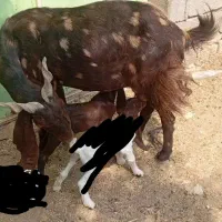 فروش بز پاکستانی