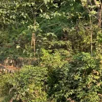 واحد آپارتمان ۱۰۸ متری / ویو باغات و مشجر