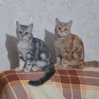 دو گربه بریتیش لانگ هر