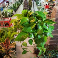 گل آپارتمانی پتوس آویز دار بنجامین آگلونما قاشقی|گل و گیاه طبیعی|قم, نیروگاه|دیوار