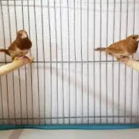 3 جفت فنچ بنگالی