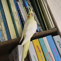 عروس پاریس هلندی ماده|پرنده|باوی, |دیوار