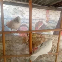 کبوتر‌های ساعت سنگین|پرنده|قائم‌شهر, |دیوار