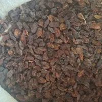 مویز گوشتی