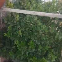 حراج پاییزه|گل مصنوعی|لردگان, |دیوار