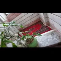 سوئیت|اجارهٔ کوتاه‌مدت آپارتمان و سوئیت|گالیکش, |دیوار