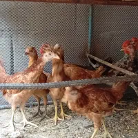 جوجه محلی برای کشتن و نگهداری