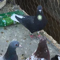 پرنده|پرنده|زاهدان, |دیوار