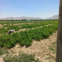 ۶ جریب باغ انگوری